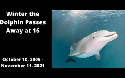 Winter the Dolphin Passes Away at 16